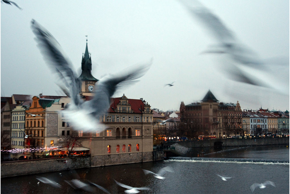 Prague Birds