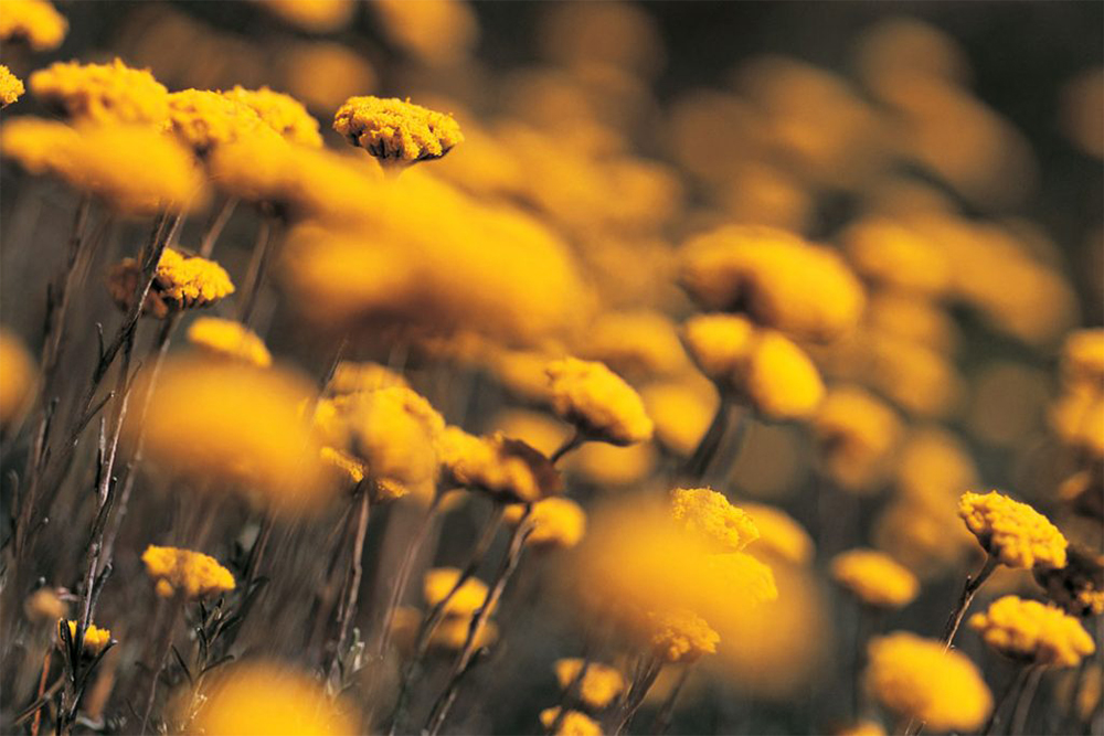 Yellow Daisies