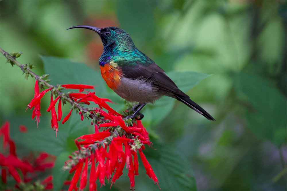 Bird