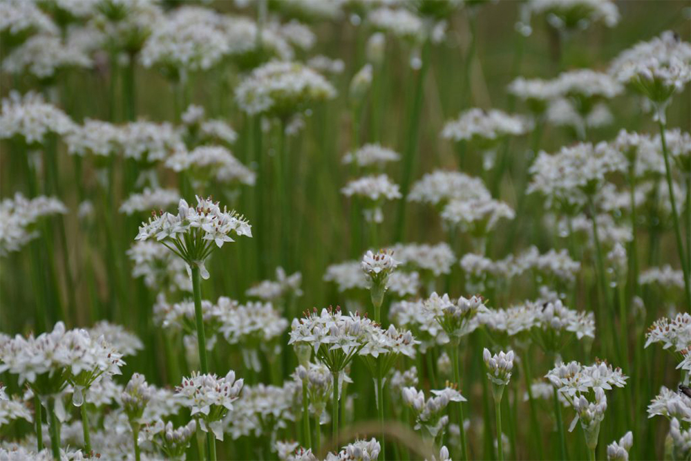 Daisies