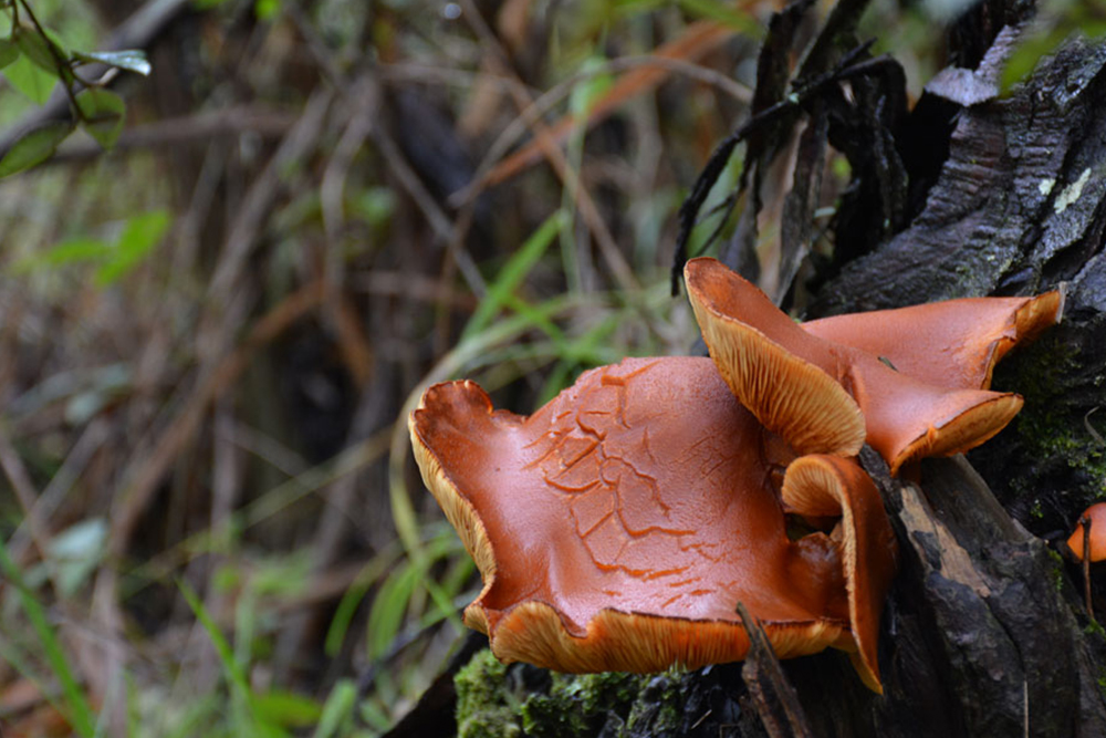 Fungus
