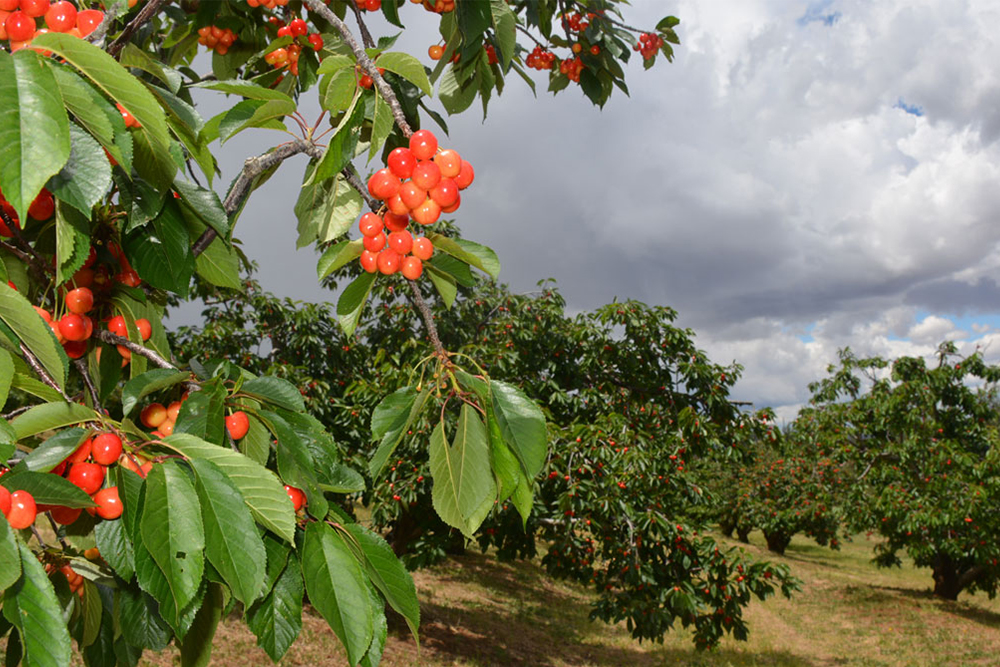 Iona Cherries