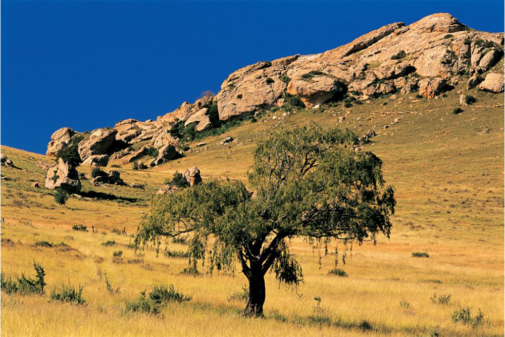 Willow Tree