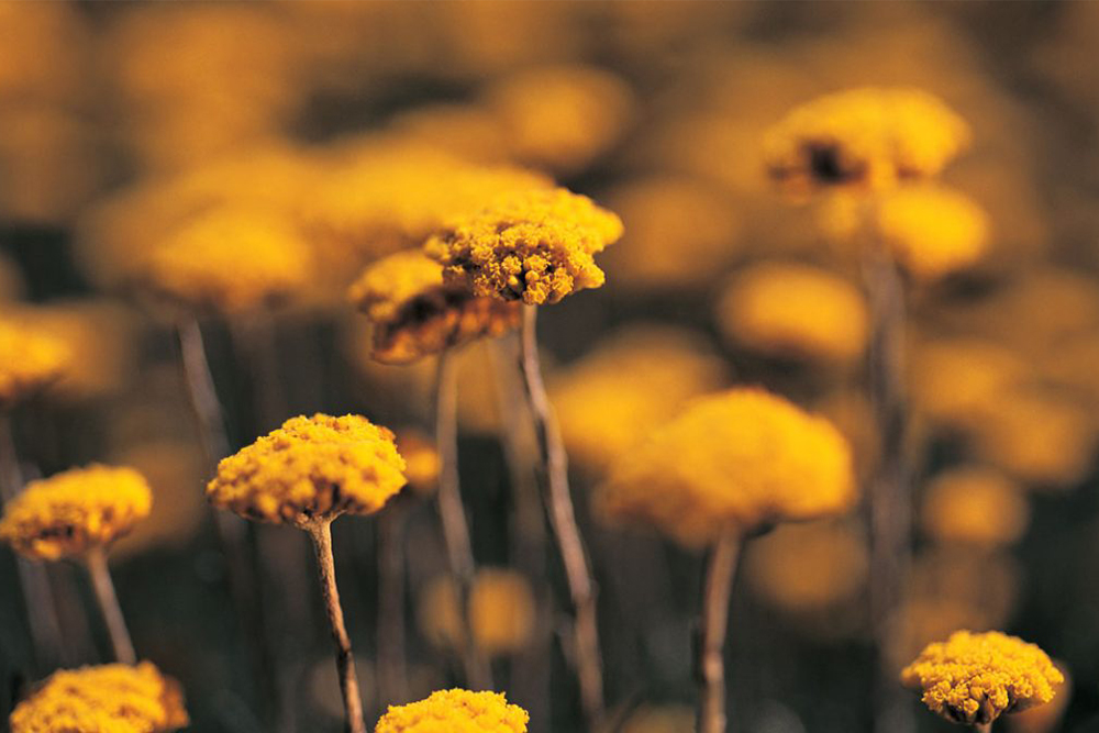 Yellow Daisies