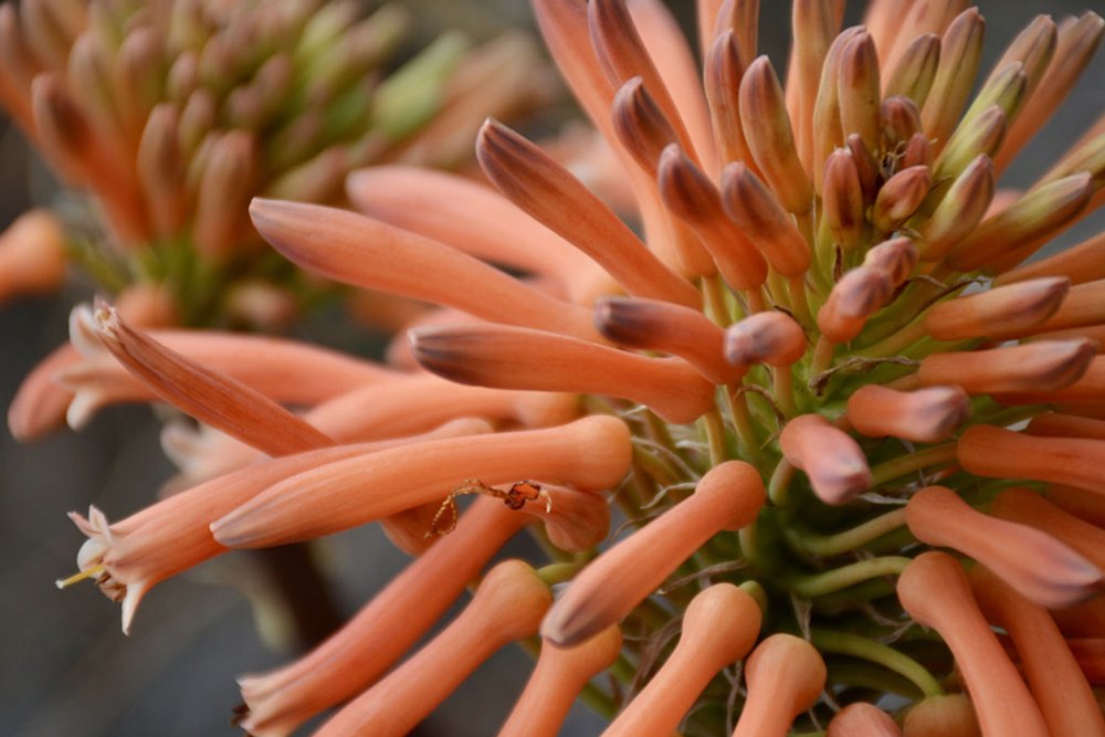 Aloe
