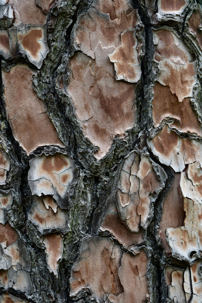 Tree Bark