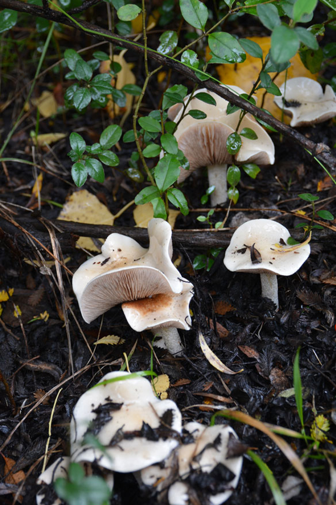 Fungus