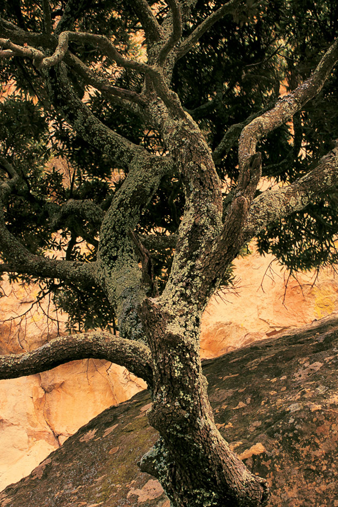 Grootkrans Tree