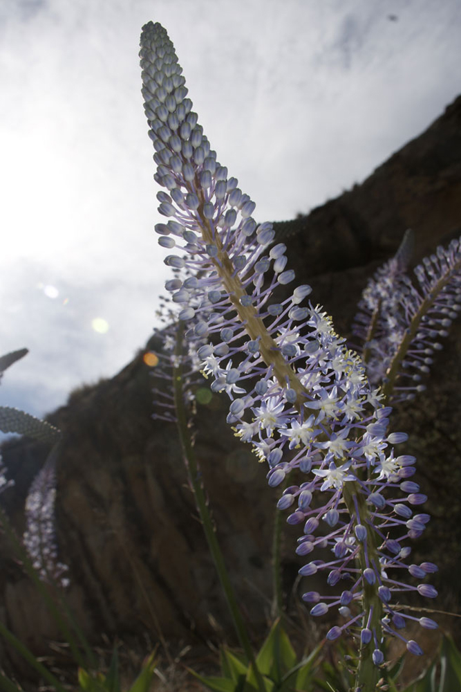 Scilla